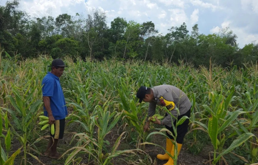 Polsek Melak Dukung Ketahanan Pangan, Dampingi Panen Jagung Manis di Sekolaq Muliaq