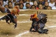 Judi Sabung Ayam di Plosoklaten Kembali Aktivitas, Diduga kuat Oknum APH Jadi Beking