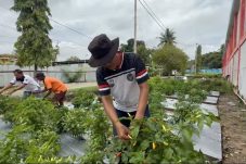 Lapas Balikpapan Panen Parsial dan Cabai, Wujudkan Pembinaan Kemandirian dan Dukung Ketahanan Pangan Nasional