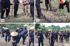 Dukung Ketahanan Pangan Nasional, Batalyon B Pelopor Brimob Kaltim Tanam Jagung di Lahan Seluas 1 Hektare