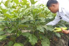 Lapas Kelas IIA Balikpapan Dukung Program Ketahanan Pangan Nasional, Tanaman Terong Hijau Hasil Kebun Warga Binaan Membuahkan Hasil