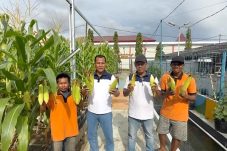 Lapas Balikpapan Panen Parsial dan Sortir Jagung, Wujud Nyata Pembinaan Kemandirian Warga Binaan