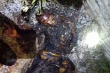 Pria Terbakar Ditemukan di Tambang Batu Bata Pamekasan, Polisi Lakukan Penyelidikan