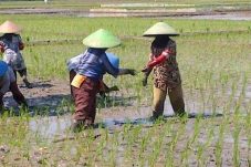 Pemkab Kutim Siapkan Skema Asuransi Pertanian bagi Petani Padi dan Jagung
