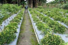 DTPHP Kutim Terapkan Pola Tanam Berjenjang untuk Stabilkan Pasokan Cabai Sepanjang Tahun