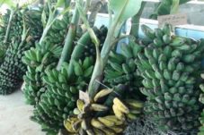 Pisang Kepok Grecek Tetap Jadi Komoditas Unggulan Kutim, Hilirisasi Jadi Fokus Pengembangan