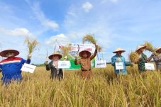 Kutim Pacu Swasembada Pangan: Target Tiga Kali Tanam Setahun dan Modernisasi Pertanian