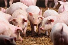 Pemkab Kutim Perkuat Ekonomi Warga Lewat Pengembangan Peternakan Babi Non-Ruminansia