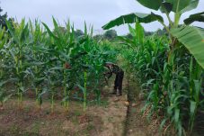 Personel Brimob Samarinda Rawat P2L, Wujudkan Ketersediaan Pangan Mandiri