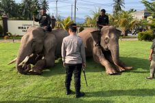 Sinergi Polri dan BKSDA : Gajah Dikerahkan Bersihkan Material Banjir di Pidie Jaya