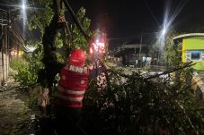 Batalyon A Brimob Kaltim Respons Cepat Evakuasi Pohon Tumbang di BJBJ Balikpapan