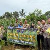 Kiprah Bintara Bakomsus Ketahanan Pangan Ditbinmas Polda Kaltim, Wujud Dukungan Swasembada Pangan di Balikpapan Melalui Panen Jagung