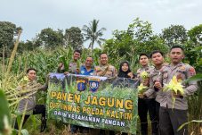 Kiprah Bintara Bakomsus Ketahanan Pangan Ditbinmas Polda Kaltim, Wujud Dukungan Swasembada Pangan di Balikpapan Melalui Panen Jagung