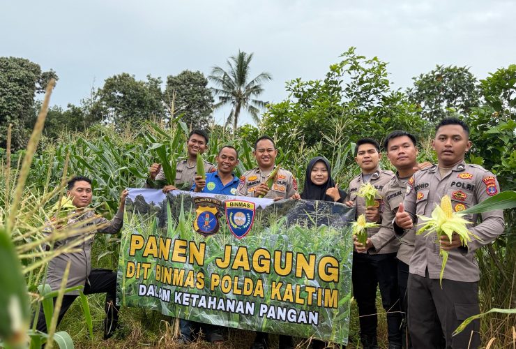 Kiprah Bintara Bakomsus Ketahanan Pangan Ditbinmas Polda Kaltim, Wujud Dukungan Swasembada Pangan di Balikpapan Melalui Panen Jagung