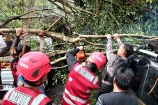 Pohon Tumbang Timpa Mobil Warga di Balikpapan Permai, Brimob Polda Kaltim Lakukan Penanganan Cepat
