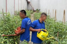 Lapas Kelas IIA Balikpapan Optimalkan Lahan Kosong untuk Budidaya Hortikultura Dukung Ketahanan Pangan