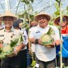 Lapas Kelas IIA Balikpapan Gelar Panen Perdana Melon di Sae Farm Green House