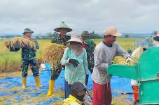 Babinsa Dampingi Petani Panen Padi Di Wilayah Binaan