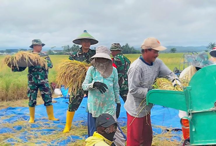 Babinsa Dampingi Petani Panen Padi Di Wilayah Binaan
