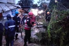 Pohon Tumbang di Balikpapan Utara, Brimob Polda Kaltim Bergerak Cepat Amankan Lokasi