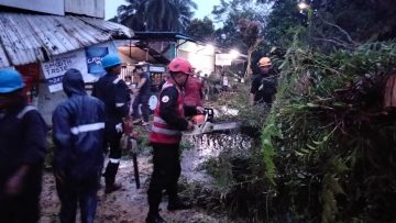 Pohon Tumbang di Balikpapan Utara, Brimob Polda Kaltim Bergerak Cepat Amankan Lokasi
