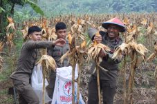 Dukung Ketahanan Pangan 2026, Batalyon B Pelopor Brimob Kaltim Sukses Panen Jagung di Lahan P2L
