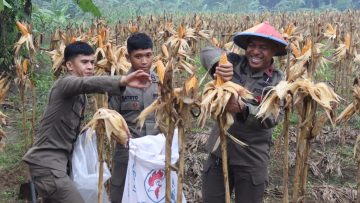 Dukung Ketahanan Pangan 2026, Batalyon B Pelopor Brimob Kaltim Sukses Panen Jagung di Lahan P2L