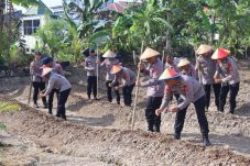 Brimob Kaltim Tanam Jagung di Samarinda, Perkuat Ketahanan Pangan Nasional