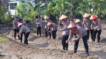 Brimob Kaltim Tanam Jagung di Samarinda, Perkuat Ketahanan Pangan Nasional