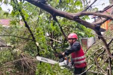 Pohon Tumbang Timpa Rumah dan Tutup Akses Jalan, Brimob Sigap Lakukan Evakuasi