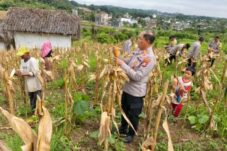 Panen Jagung Triwulan I, Polsek Samarinda Seberang Dukung Ketahanan Pangan Nasional