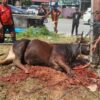 MPC Pemuda Pancasila Balikpapan Tebar Kepedulian Lewat Kurban Tiga Ekor Sapi