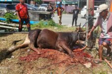 MPC Pemuda Pancasila Balikpapan Tebar Kepedulian Lewat Kurban Tiga Ekor Sapi