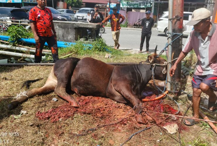 MPC Pemuda Pancasila Balikpapan Tebar Kepedulian Lewat Kurban Tiga Ekor Sapi