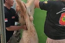 LMAKB Balikpapan Salurkan Daging Kurban untuk Anggota dan Warga Sekitar