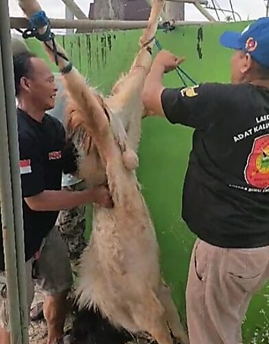 LMAKB Balikpapan Salurkan Daging Kurban untuk Anggota dan Warga Sekitar