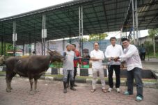 Tak Hanya Jaga Keandalan Listrik, di Momen Iduladha 1447H PLN UID Kaltimra Salurkan 40 Hewan Kurban untuk Masyarakat di Kaltim dan Kaltara