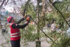 Brimob Polda Kaltim Sigap Evakuasi Pohon Tumbang di Jalan Soekarno Hatta Balikpapan