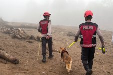 Unit Polsatwa Ditsamapta Polda Sumbar Turunkan K9 Spesifikasi SAR Telusuri Jalur Air Bah