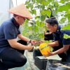 Panen Melon dan Lele di SAE Lapas Balikpapan, Warga Binaan Didorong Miliki Keterampilan Produktif