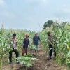 Polsek Jempang Pantau Perkembangan Jagung Manis Binaan, Panen Diperkirakan Sepekan Lagi