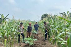 Polsek Jempang Pantau Perkembangan Jagung Manis Binaan, Panen Diperkirakan Sepekan Lagi