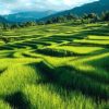 Lahan Sawah Bumi Rapak Berstatus LP2B, Kades: Tak Bisa Dialihfungsikan Jadi Kebun Sawit
