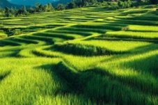 Lahan Sawah Bumi Rapak Berstatus LP2B, Kades: Tak Bisa Dialihfungsikan Jadi Kebun Sawit