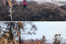 Satgas Karhutla Brimob Kaltim Bergerak Cepat, 2,5 Hektare Lahan Gambut di Kukar Berhasil Dipadamkan