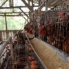 Batuah Kembangkan Peternakan Ribuan Ayam Petelur melalui BUMDes