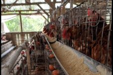 Batuah Kembangkan Peternakan Ribuan Ayam Petelur melalui BUMDes