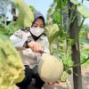 Panen 150 Kilogram Melon, Lapas Balikpapan Buktikan Warga Binaan Mampu Produktif