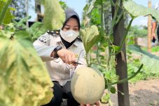 Panen 150 Kilogram Melon, Lapas Balikpapan Buktikan Warga Binaan Mampu Produktif